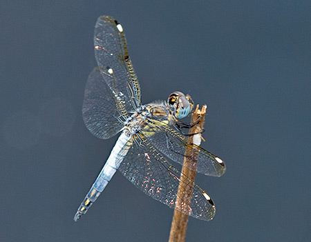 Palpopleura deceptor male